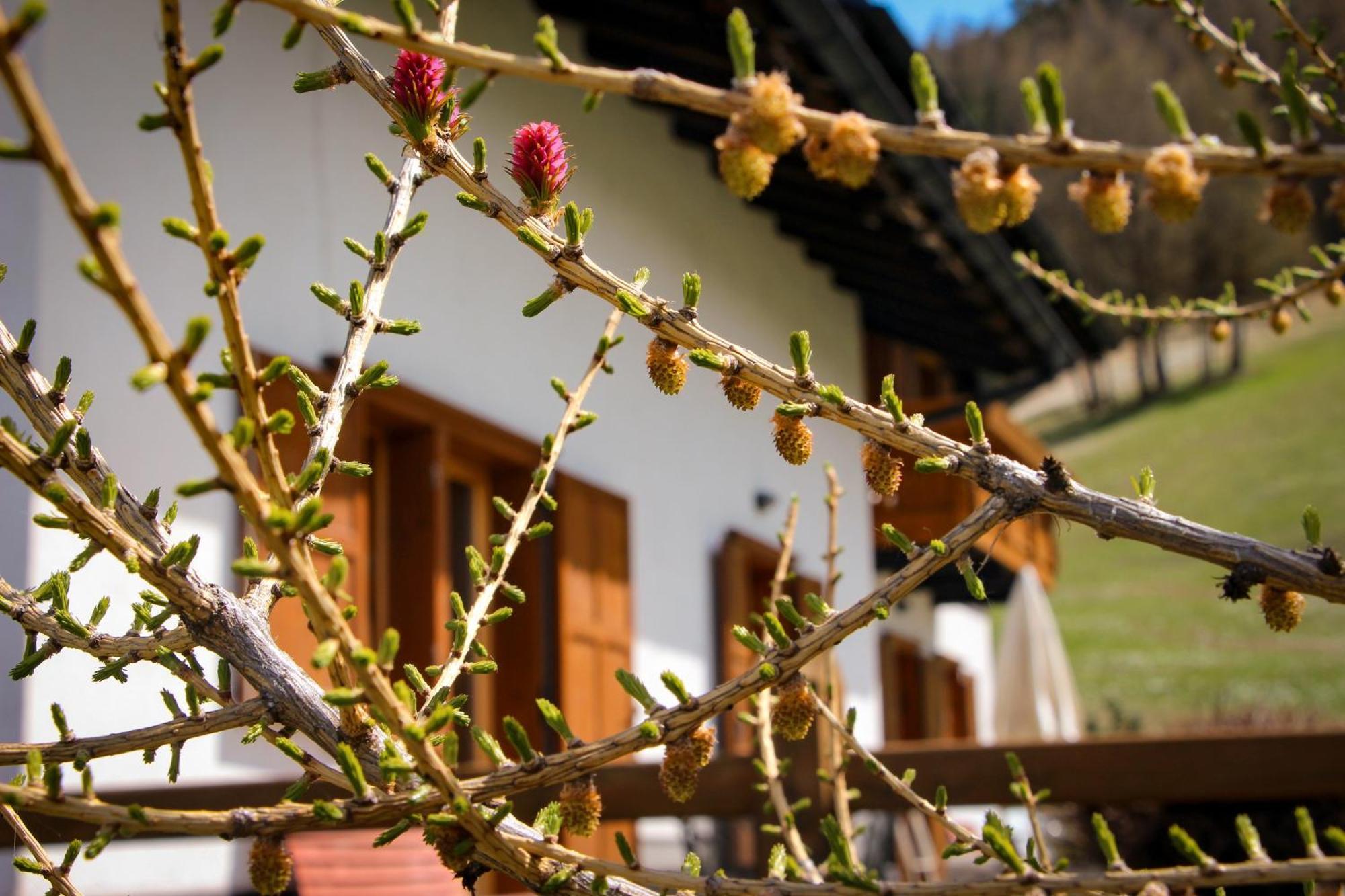 Piccolo Larice - Chalet *